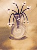 Jasmine in a vase by Bonfelle, fifth background